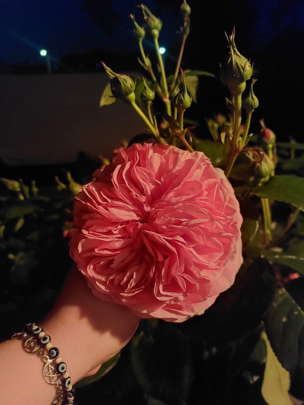 Diary Of A Folk Witch: A Rose At Midnight, divination under the&nbsp;moon.