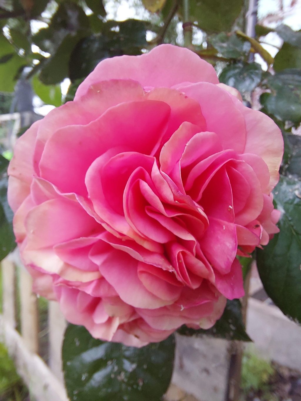 Diary Of A Folk Witch: The Witch’s Garden, Prayer, Cerridwen, And The Importance Of Self Care.